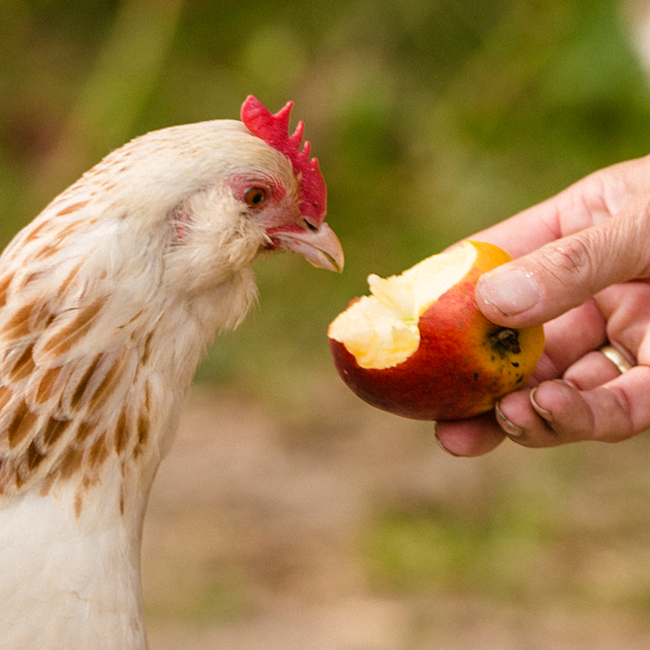 Huhn probiert etwas Neues aus